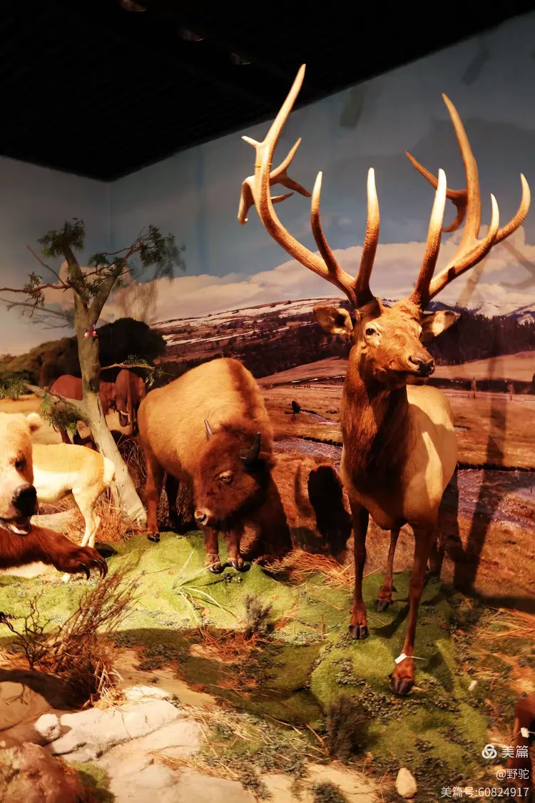 参观深圳博物馆野生动物展